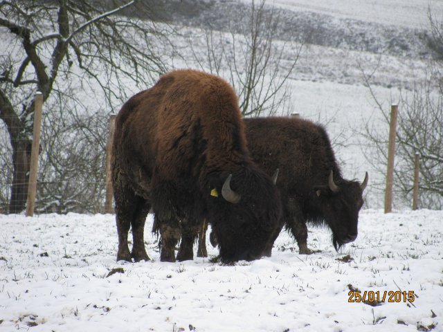Bilder Bison